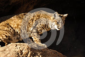 Bobcat Leaning Over the Edge