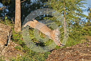 Bobcat leaping on rock