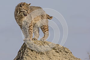 Bobcat on ledge photo