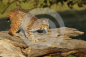 Bobcat on Log