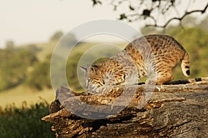 Bobcat on Log