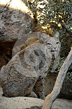 Bobcat Looking With Interest Back Behind Him