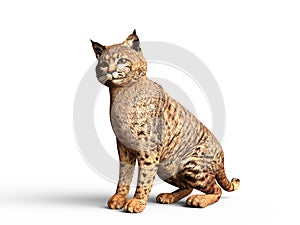 The Bobcat Lynx, 3D Illustration