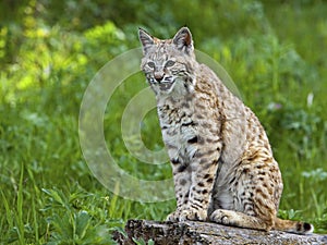 Bobcat lynx cat wildlife animal meadow