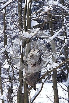 BOBCAT lynx rufus, ADULT CLIMBING TREE TRUNK, CANADA