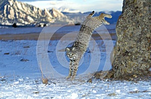 Bobcat, lynx rufus, Adult Jumping from Rock, Canada