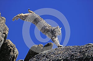BOBCAT lynx rufus, ADULT LEAPING ON ROCK, CANADA