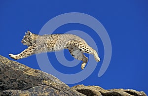 BOBCAT lynx rufus, ADULT LEAPING ON ROCKS, CANADA