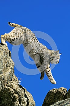 Bobcat, lynx rufus, Adult Leaping from Rocks, Canada