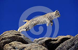 Bobcat, lynx rufus, Adult leaping on Rocks, Canada