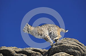 Bobcat, lynx rufus, Adult leaping from Rocks, Canada