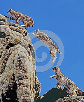 Bobcat, lynx rufus, Adult leaping on Rocks, Movement sequence, Canada