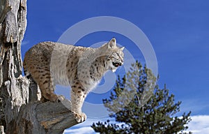 Bobcat, lynx rufus, Adult standing on Dead Tree, Looking around, Canada