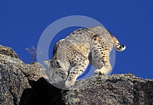 Bobcat, lynx rufus, Adult standing on Rocks, Canada