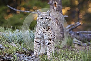 Bobcat Lynx rufus approaching