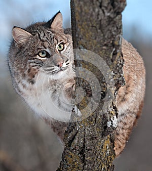 Bobcat (Lynx rufus) Behind Branch