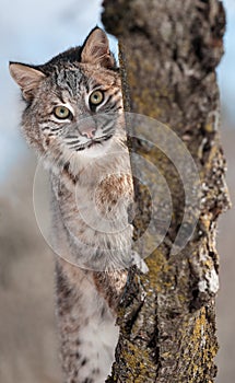 Bobcat (Lynx rufus) Behind Branches