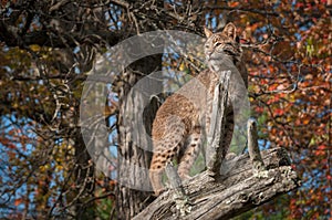 Bobcat Lynx rufus From Beneath on Branch