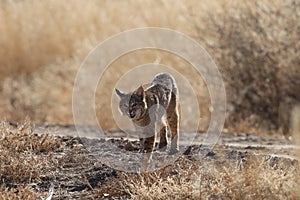 Bobcat,Lynx rufus,Bosque del Apache National Wildlife Refuge,New Mexico,USA