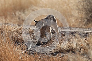 Bobcat,Lynx rufus,Bosque del Apache National Wildlife Refuge,New Mexico,USA