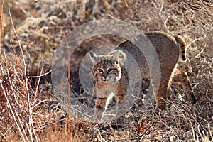 Bobcat,Lynx rufus,Bosque del Apache National Wildlife Refuge,New Mexico,USA