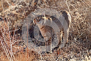 Bobcat,Lynx rufus,Bosque del Apache National Wildlife Refuge,New Mexico,USA