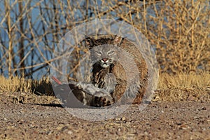Bobcat,Lynx rufus,Bosque del Apache National Wildlife Refuge,New Mexico,USA