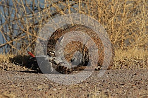 Bobcat,Lynx rufus,Bosque del Apache National Wildlife Refuge,New Mexico,USA