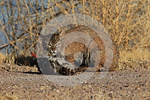 Bobcat,Lynx rufus,Bosque del Apache National Wildlife Refuge,New Mexico,USA