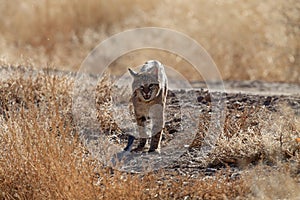 Bobcat,Lynx rufus,Bosque del Apache National Wildlife Refuge,New Mexico,USA