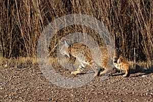 Bobcat (Lynx rufus) Bosque del Apache National Wildlife Refuge New Mexico USA