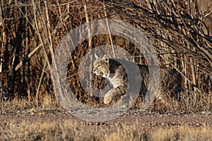 Bobcat (Lynx rufus) Bosque del Apache National Wildlife Refuge New Mexico USA