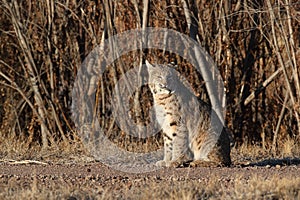 Bobcat (Lynx rufus) Bosque del Apache National Wildlife Refuge New Mexico USA