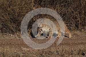 Bobcat (Lynx rufus) Bosque del Apache National Wildlife Refuge New Mexico USA