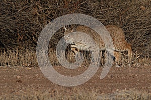 Bobcat & x28;Lynx rufus& x29; Bosque del Apache National Wildlife Refuge New Mexico USA
