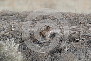 Bobcat (Lynx rufus) Bosque del Apache National Wildlife Refuge New Mexico USA