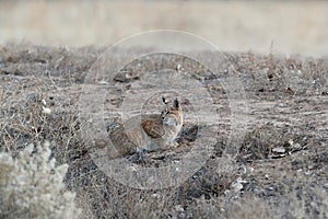 Bobcat (Lynx rufus) Bosque del Apache National Wildlife Refuge New Mexico USA