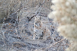 Bobcat (Lynx rufus) Bosque del Apache National Wildlife Refuge New Mexico USA