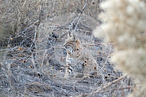 Bobcat (Lynx rufus) Bosque del Apache National Wildlife Refuge New Mexico USA