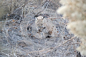 Bobcat (Lynx rufus) Bosque del Apache National Wildlife Refuge New Mexico USA