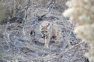 Bobcat (Lynx rufus) Bosque del Apache National Wildlife Refuge New Mexico USA