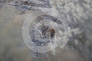 Bobcat (Lynx rufus) Bosque del Apache National Wildlife Refuge New Mexico USA