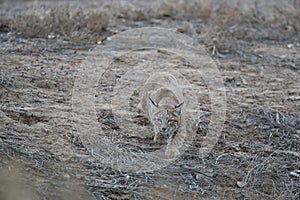 Bobcat (Lynx rufus) Bosque del Apache National Wildlife Refuge New Mexico USA