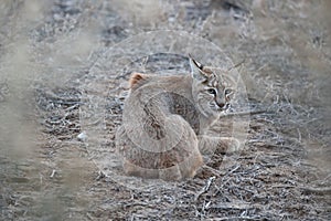 Bobcat (Lynx rufus) Bosque del Apache National Wildlife Refuge New Mexico USA