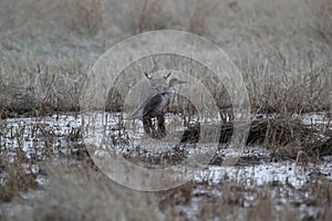 Bobcat (Lynx rufus) Bosque del Apache National Wildlife Refuge New Mexico USA