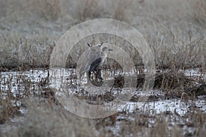 Bobcat (Lynx rufus) Bosque del Apache National Wildlife Refuge New Mexico USA