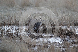 Bobcat (Lynx rufus) Bosque del Apache National Wildlife Refuge New Mexico USA