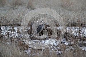 Bobcat (Lynx rufus) Bosque del Apache National Wildlife Refuge New Mexico USA