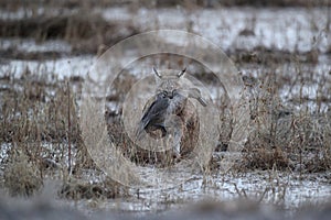 Bobcat (Lynx rufus) Bosque del Apache National Wildlife Refuge New Mexico USA