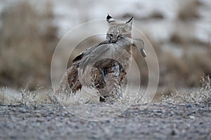 Bobcat (Lynx rufus) Bosque del Apache National Wildlife Refuge New Mexico USA